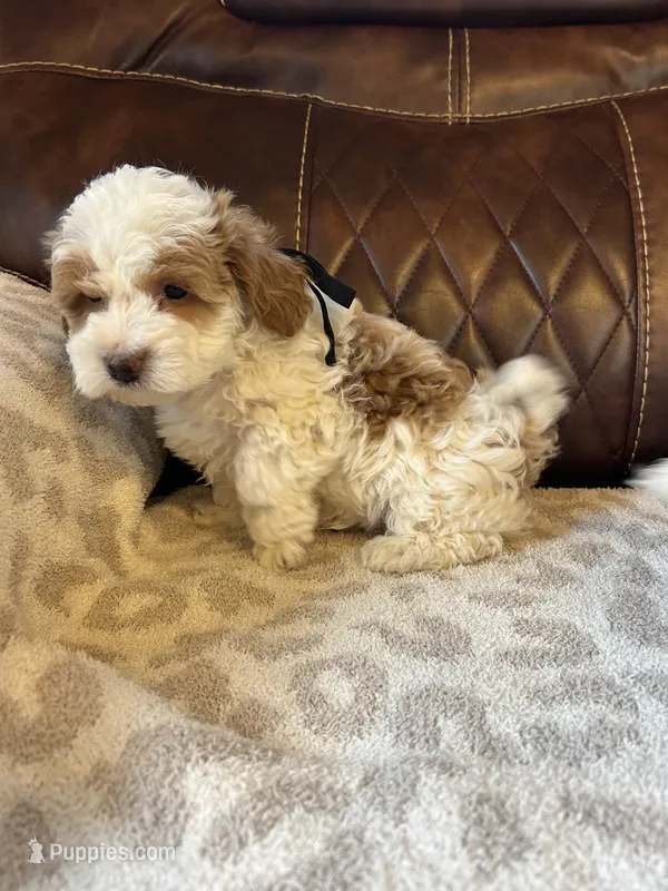 Grover – Maltipoo puppy for sale in Creighton, MO