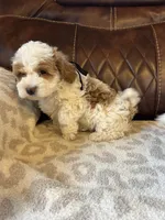 Grover, a male Maltipoo for sale in Creighton, MO – 1 of 6