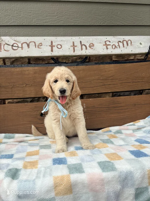 Hilda – Goldendoodle puppy for sale in Creighton, MO