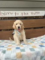 Hilda, a female Goldendoodle for sale in Creighton, MO – 1 of 5
