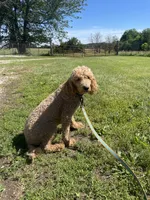Henry F1, a male Goldendoodle for sale in Creighton, MO – 7 of 9