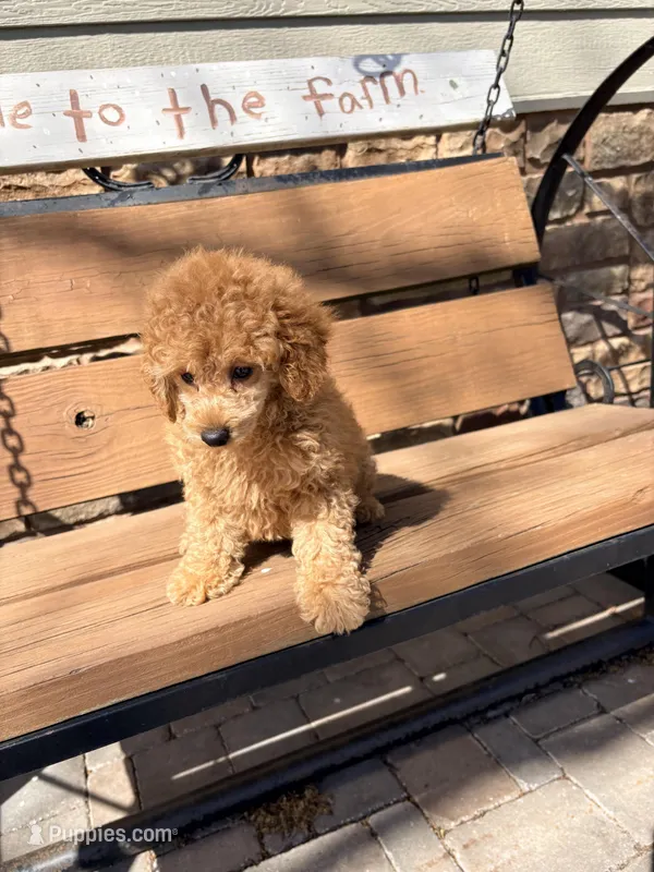 Prince, a male Poodle - Miniature  for sale in Creighton, MO – Photo 1 of 1