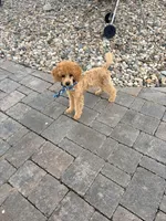 Prince, a male Poodle - Miniature  for sale in Creighton, MO – 4 of 4