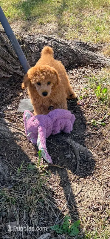 Prince – Poodle - Miniature  puppy for sale in Creighton, MO