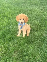 Prince, a male Poodle - Miniature  for sale in Creighton, MO – 2 of 4