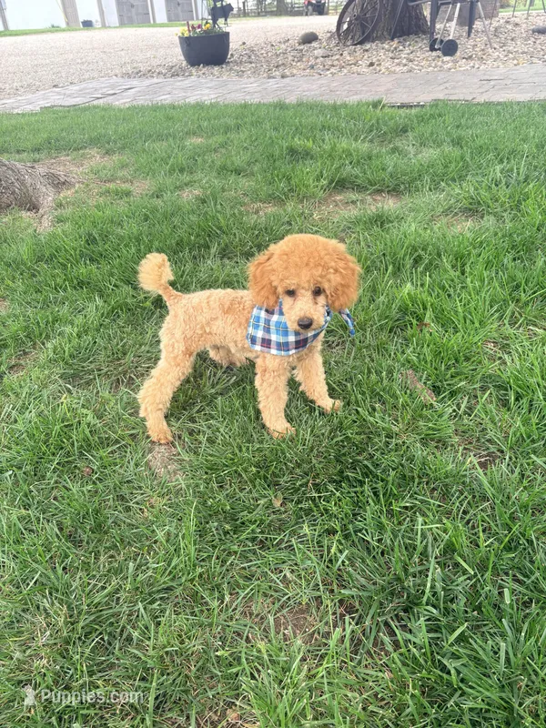 Prince – Poodle - Miniature  puppy for sale in Creighton, MO