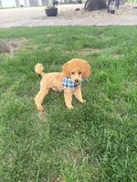 Prince, a male Poodle - Miniature  for sale in Creighton, MO – 1 of 4