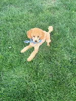 Prince, a male Poodle - Miniature  for sale in Creighton, MO – 3 of 4