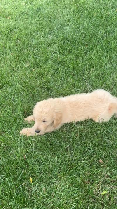 Hank, a male Goldendoodle for sale in Creighton, MO – 6 of 7