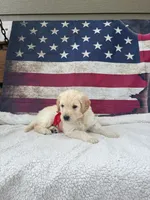June F1, a female English Goldendoodle for sale in Creighton, MO – 3 of 6