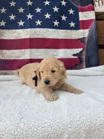 Henry F1, a male Goldendoodle for sale in Creighton, MO – 4 of 9