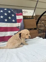 Henry F1, a male Goldendoodle for sale in Creighton, MO – 2 of 9