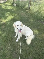Koda, a female Golden Retriever and English Cream Golden Retriever for sale in Creighton, MO – 2 of 5