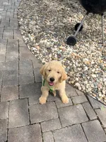 Hank, a male Goldendoodle for sale in Creighton, MO – 4 of 7