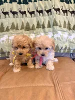 Olive, a female Maltipoo for sale in Creighton, MO – 4 of 4