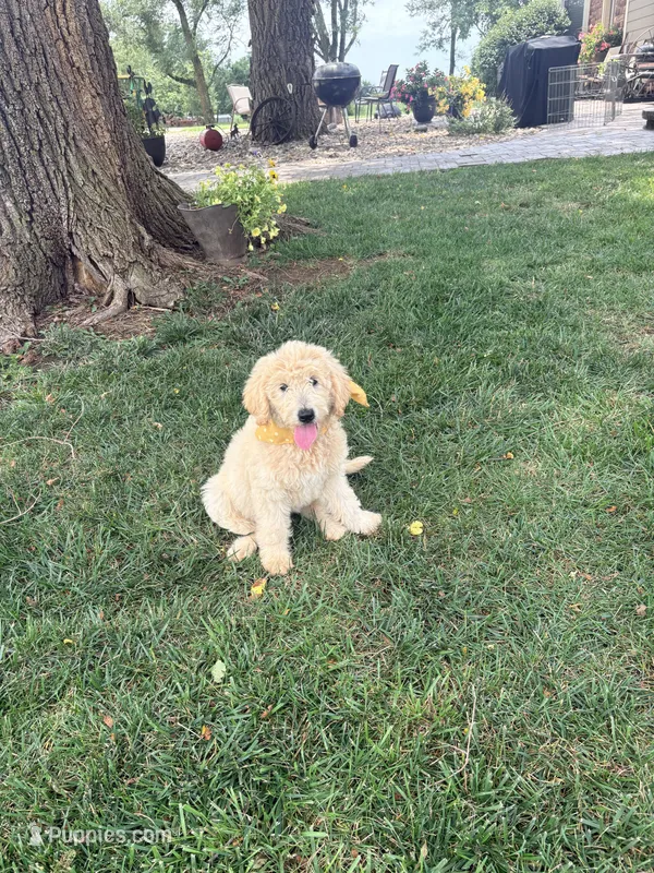 Amber F1 – Goldendoodle puppy for sale in Creighton, MO