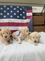 Henry F1, a male Goldendoodle for sale in Creighton, MO – 8 of 9