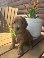Oscar F1b, a male English Goldendoodle for sale in Creighton, MO – 2 of 4