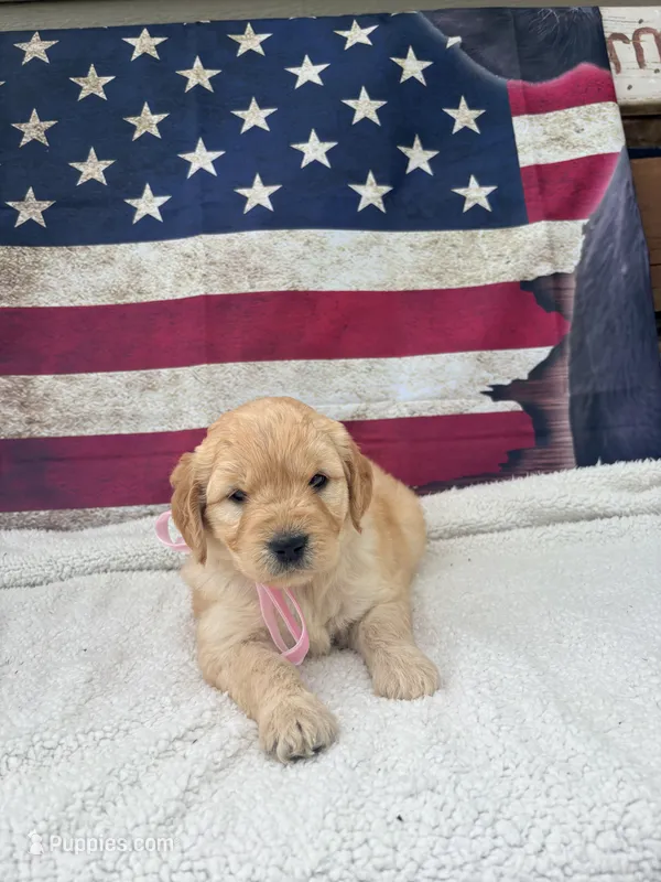 April F1 – English Goldendoodle puppy for sale in Creighton, MO