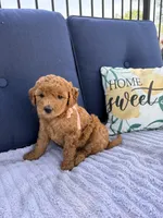 Dixie F1b Mini, a female Goldendoodle for sale in Creighton, MO – 1 of 4