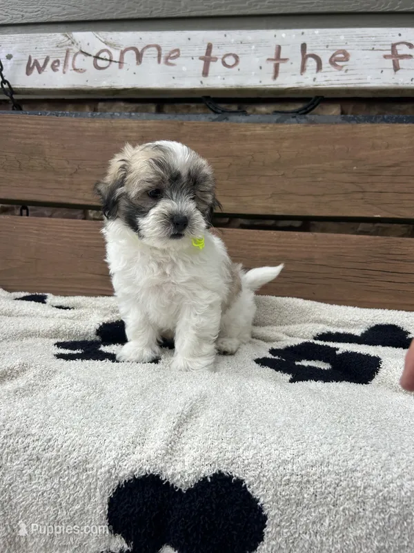 Ace – Maltipoo puppy for sale in Peculiar, MO