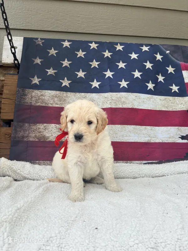 June F1 – English Goldendoodle puppy for sale in Creighton, MO