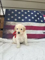 June F1, a female English Goldendoodle for sale in Creighton, MO – 1 of 6