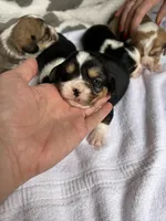 Boys, a male Cardigan Welsh Corgi and Cavalier King Charles Spaniel for sale in Creighton, MO – Photo 3 of 6