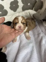 Boys, a male Cardigan Welsh Corgi and Cavalier King Charles Spaniel for sale in Creighton, MO – Photo 6 of 6