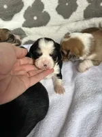 Boys, a male Cardigan Welsh Corgi and Cavalier King Charles Spaniel for sale in Creighton, MO – Photo 5 of 6