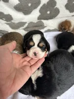 Boys, a male Cardigan Welsh Corgi and Cavalier King Charles Spaniel for sale in Creighton, MO – Photo 2 of 6