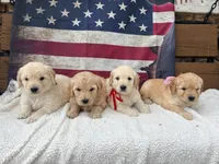 June F1, a female English Goldendoodle for sale in Creighton, MO – 6 of 6