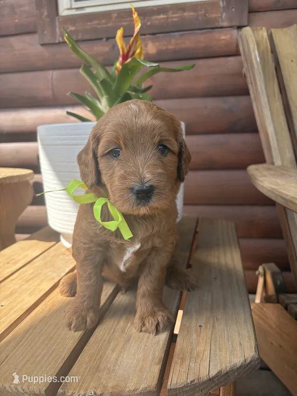 Oscar F1b – English Goldendoodle puppy for sale in Creighton, MO