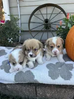 Meatball, a male Pembroke Welsh Corgi for sale in Creighton, MO – 3 of 5