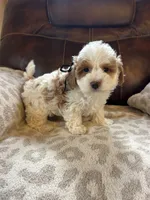 Grover, a male Maltipoo for sale in Creighton, MO – 3 of 6
