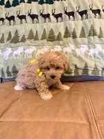 Olive, a female Maltipoo for sale in Creighton, MO – 3 of 4