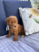 Bobby F1B Mini, a male Goldendoodle for sale in Creighton, MO – 2 of 5