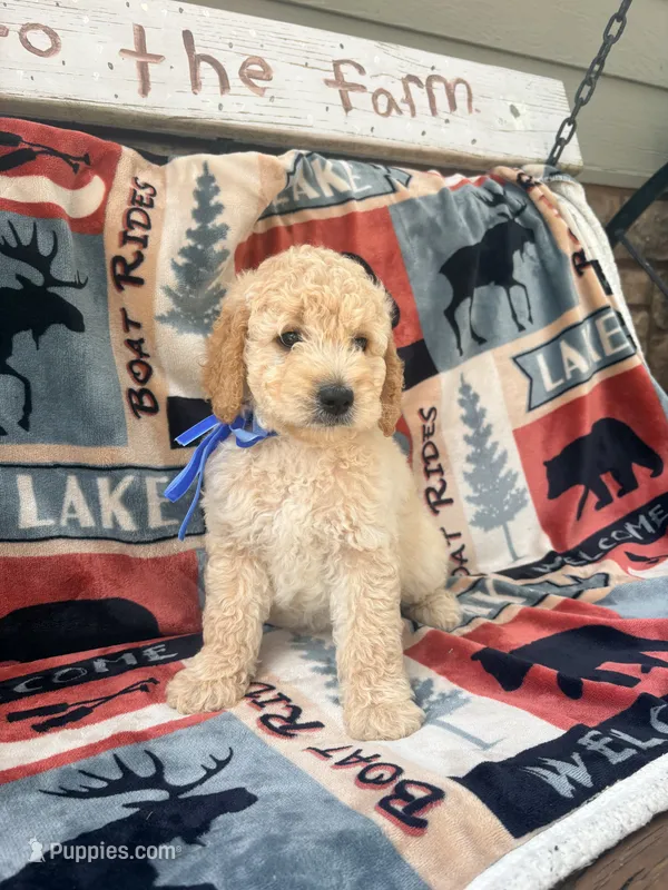 Burt – English Goldendoodle puppy for sale in Creighton, MO