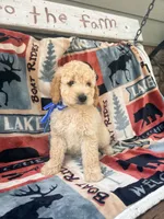 Burt, a male English Goldendoodle for sale in Creighton, MO – 1 of 4