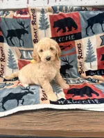 Bertha, a female Goldendoodle for sale in Creighton, MO – 4 of 4
