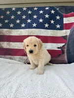 Wes F1, a male English Goldendoodle for sale in Creighton, MO – 2 of 7