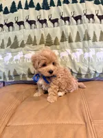 Boots, a male Maltipoo for sale in Creighton, MO – 4 of 5