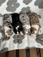Girls, a female Cardigan Welsh Corgi and Cavalier King Charles Spaniel for sale in Creighton, MO – Photo 1 of 4