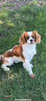 Girls, a female Cardigan Welsh Corgi and Cavalier King Charles Spaniel for sale in Creighton, MO – Photo 4 of 4