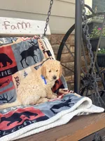 Burt, a male English Goldendoodle for sale in Creighton, MO – 4 of 4