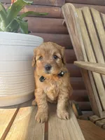 Betsy F1b, a female English Goldendoodle for sale in Creighton, MO – 1 of 3