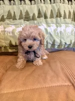 Benny, a male Maltipoo for sale in Creighton, MO – 2 of 4