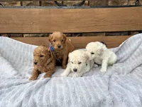 Vinnie F1b , a male English Goldendoodle for sale in Creighton, MO – 3 of 4