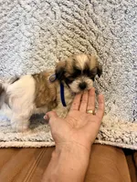 Ace, a male Maltipoo for sale in Creighton, MO – 4 of 4