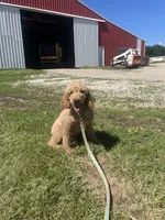 Wes F1, a male English Goldendoodle for sale in Creighton, MO – 5 of 7